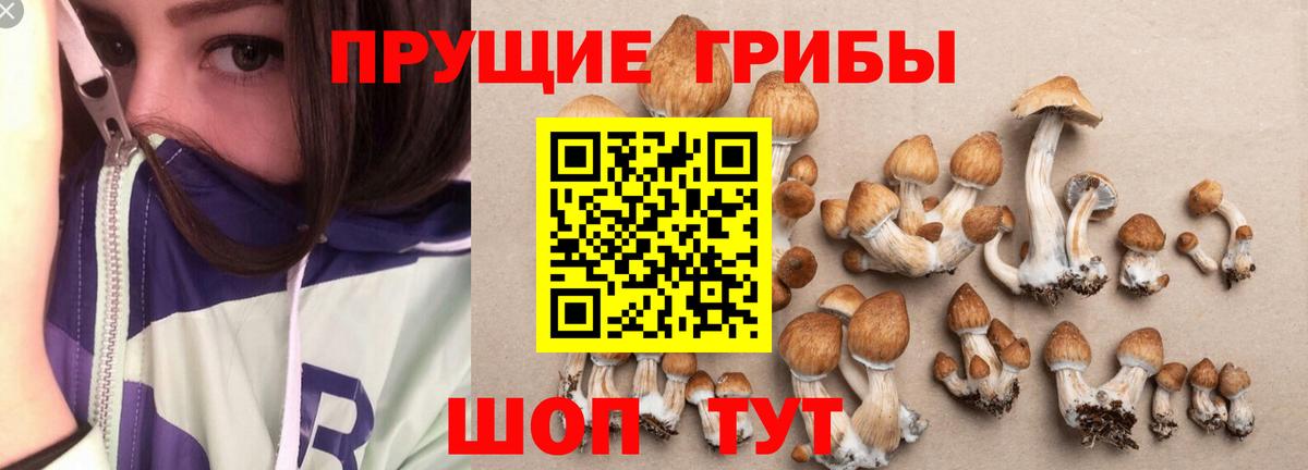 Псилоцибиновые грибы GOLDEN TEACHER Ливны